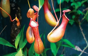 3ccfbbddd06a43fd9bafe4df538eade0.jpg 猪笼草.jpg