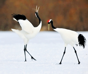 吉祥之鸟丹顶鹤