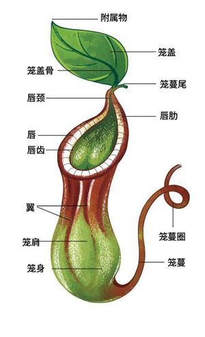 6536861a19ee4cceb9c0c2fca7bf865c.jpg 猪笼草1.jpg