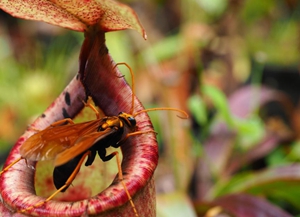 6d38630ccdac4fdb878afc503ceb1bba.jpg 猪笼草2.jpg