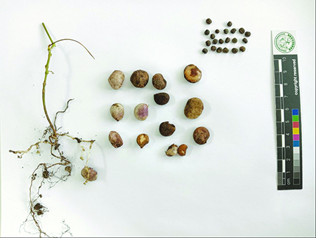 植物界的生存大师——两型豆