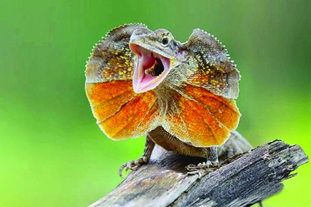 伞蜥：斗篷张开，吓退敌人