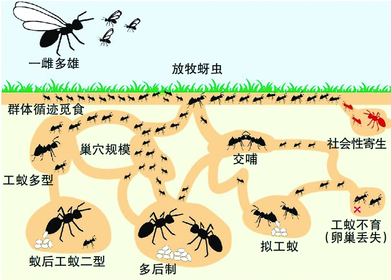 解密蚂蚁社会“文明”