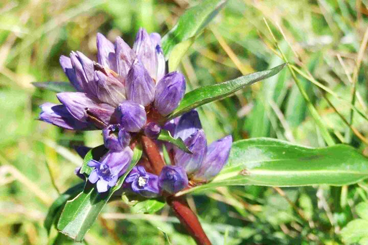 7f544722109f4f18b9be038f5ff1c957.jpg 秦艽.jpg