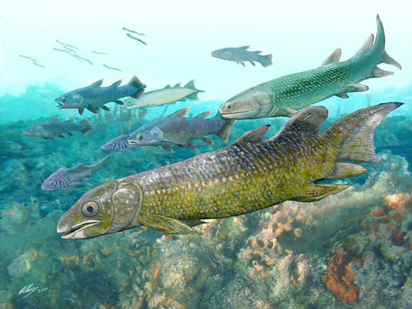 云南古嵴鱼生态复原图。.jpg